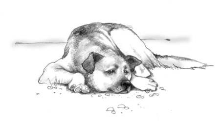 Кусака рисунок простой (38 фото)