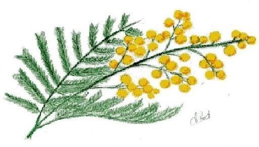 Мимоза цветными карандашами