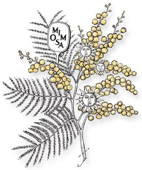 Ветка мимозы вектор