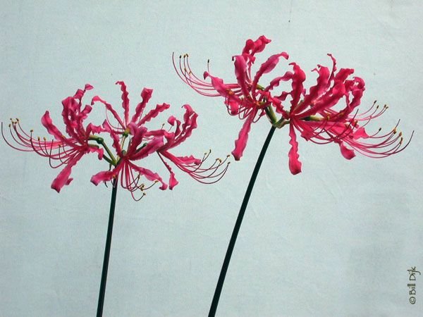 Lycoris Radiata акварель