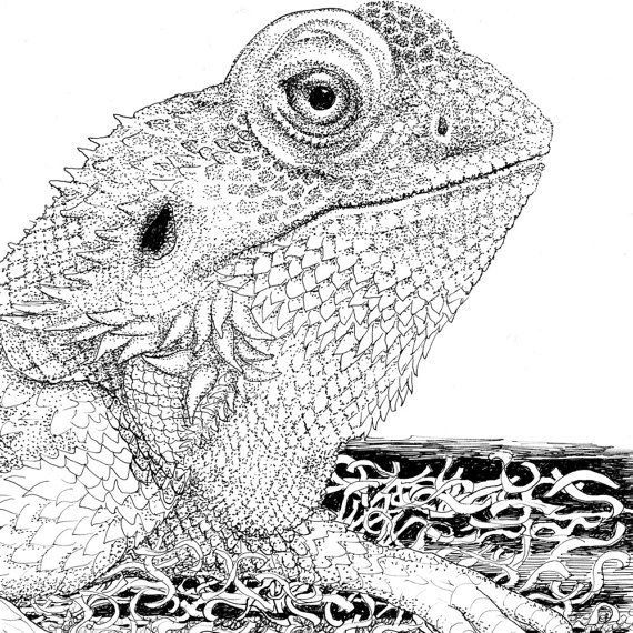 Быстрое развитие рептилий рисунок