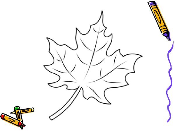 Кленовый лист карандашом