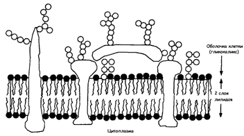 Плазматическая мембрана без подписей