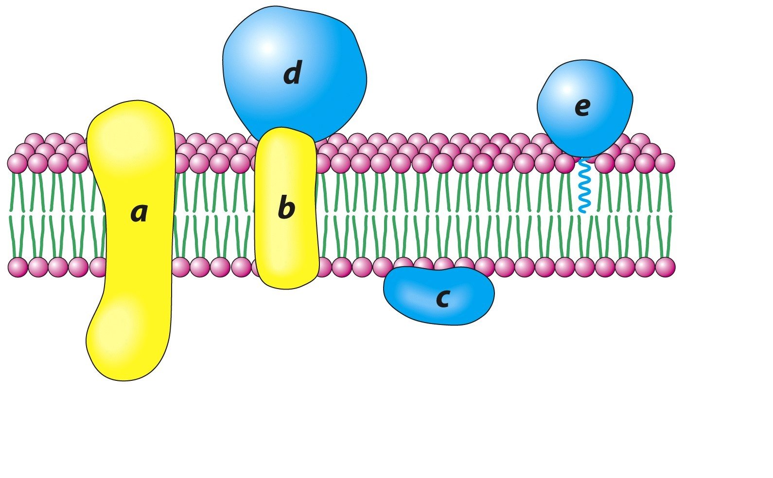 Протеины в мембране