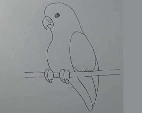 Попугай срисовка легкие