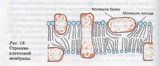 Клеточная мембрана рисунок в клетке