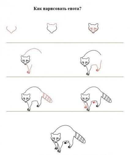 Енот пошаговый рисунок
