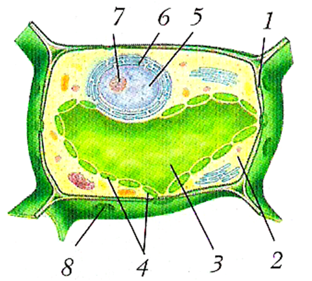 Строение растительной клетки 7 класс биология. Строение растительной клетки без подписей. Строение растительной клетки 6 биология. Строение растительной клетки рисунок с подписями.