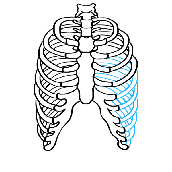 Мультяшные ребра