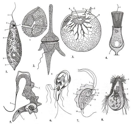 Класс жгутиконосцы Mastigophora