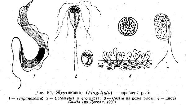 Жгутиковые черви