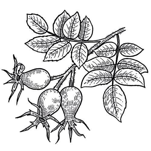 Шиповник Майский