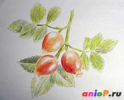 Поэтапное рисование шиповника