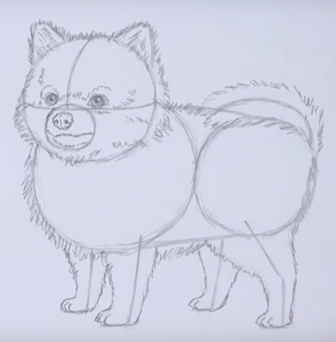 Нарисовать шпица карандашом