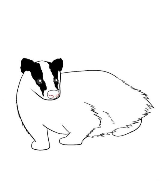 Чарушин барсук