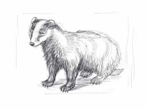 Барсук карандашом