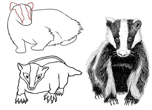 Барсук черно белый