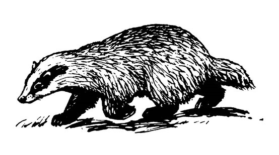 Барсук раскраска для детей
