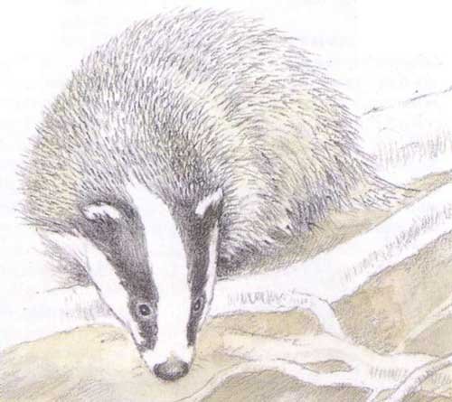 Простой рисунок барсука (41 фото)