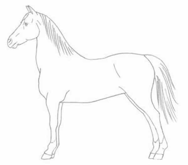 Лошадь карандашом