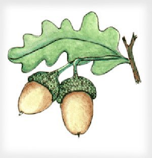 Раскраска листья дуба с желудями