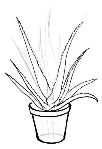 Алоэ Вера растение нарисованная