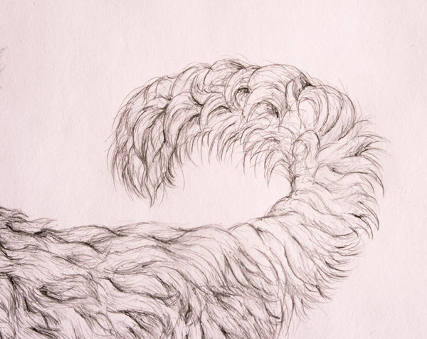 Шерсть карандашом