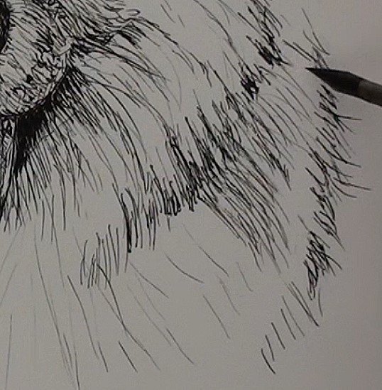 Мех рисунок