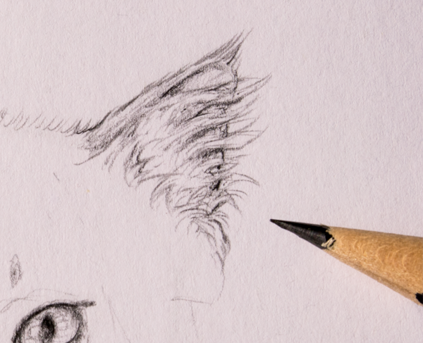 Техника рисования шерсти карандашом