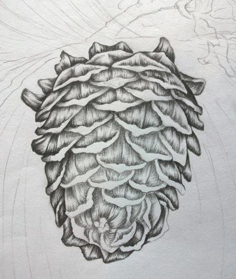 Шишка раскраска