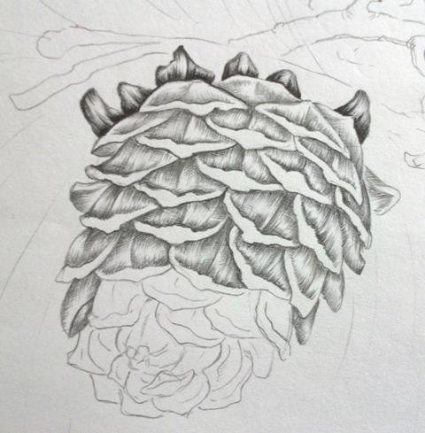 Лжетсуга Мензиса шишка