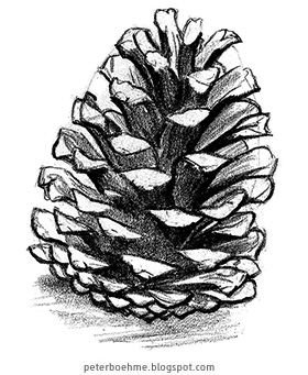 Кедровая шишка эскиз