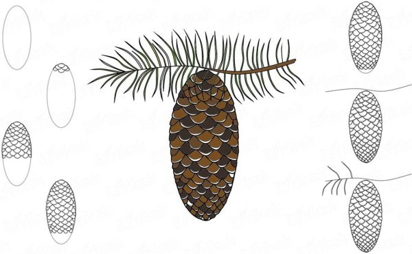 Шишка рисунок легко