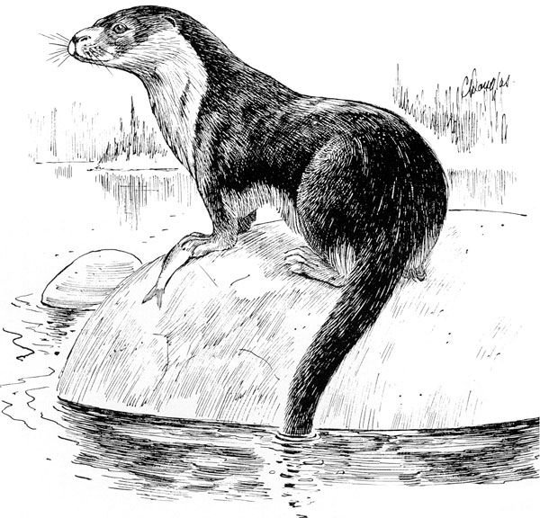 Выдра Речная рисунок