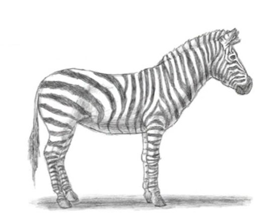 Зебра рисунок просто