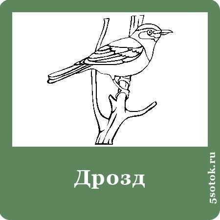 Дрозд срисовка