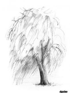 Раскраска дерево Ива