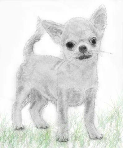 Собачки для срисовки чихуахуа