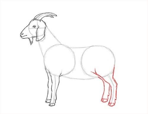 Рисунок козла для детей легко