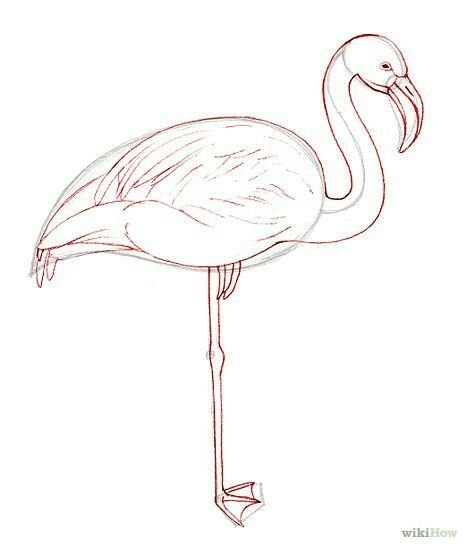 Фламинго для срисовки
