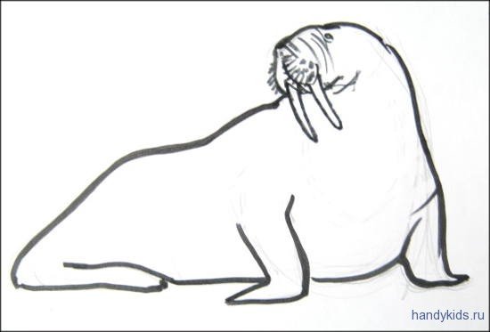 Морж карандашом