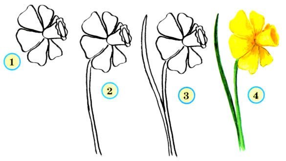Поэтапное рисование нарцисса для детей
