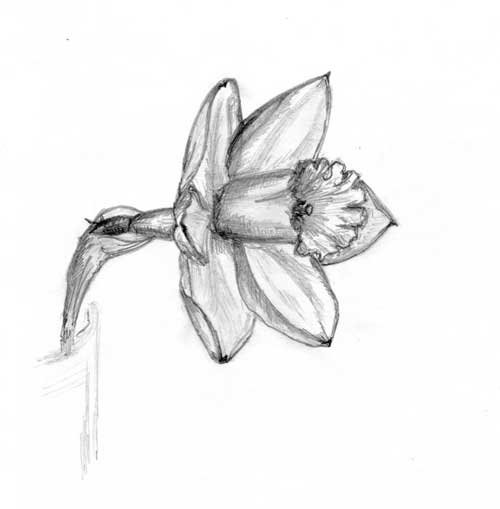 Нарцисс карандашом поэтапно