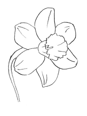 Легкий цветной рисунок Нарцисс