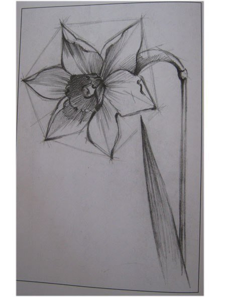 Цветы рисунок карандашом
