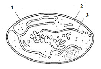 Лейкопласты строение рисунок