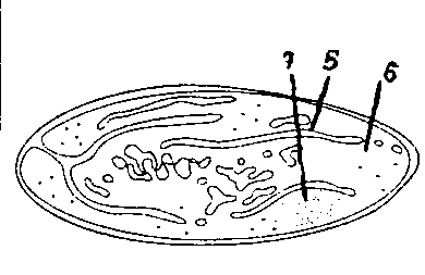 Лейкопласты рисунок