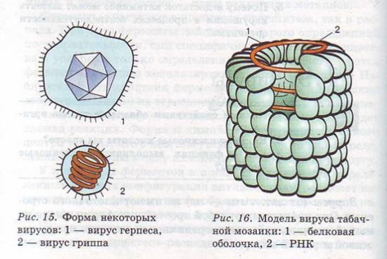 Вирусы Геометрическая форма