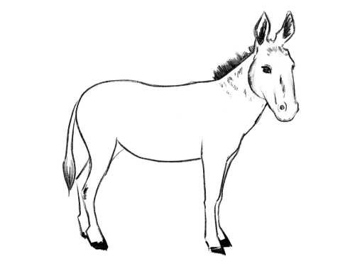 Кулан раскраска