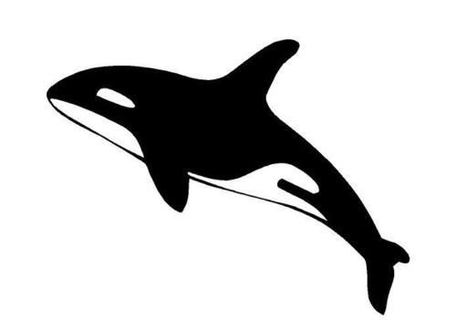 Поэтапное рисование касатки